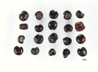 APII jpeg image of Cheiranthera linearis  © contact APII