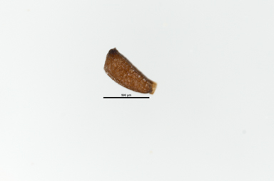 APII jpeg image of Melaleuca diosmatifolia  © contact APII