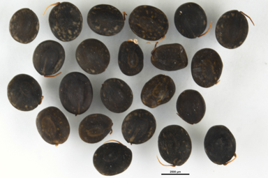 APII jpeg image of Acacia gunnii  © contact APII