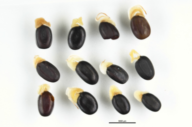 APII jpeg image of Acacia genistifolia  © contact APII