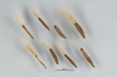 APII jpeg image of Celmisia pulchella  © contact APII