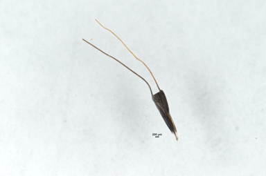 APII jpeg image of Chloris truncata  © contact APII