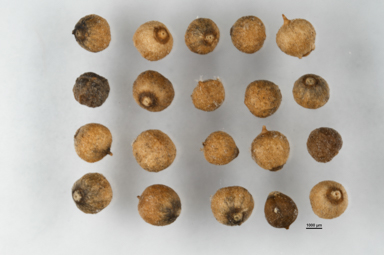 APII jpeg image of Newcastelia spodiotricha  © contact APII