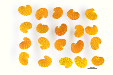 APII jpeg image of Isotropis centralis  © contact APII