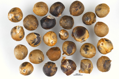 APII jpeg image of Mallotus philippensis  © contact APII