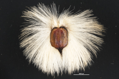 APII jpeg image of Petrophile prostrata  © contact APII