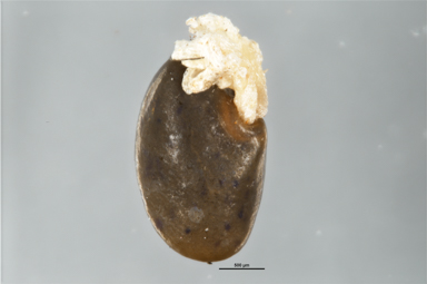 APII jpeg image of Pultenaea subspicata  © contact APII