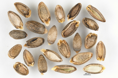 APII jpeg image of Grevillea australis  © contact APII