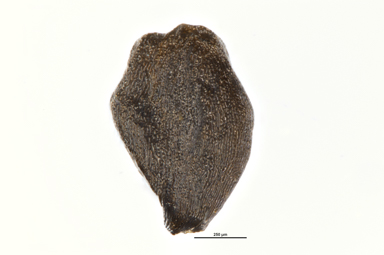 APII jpeg image of Drosera arcturi  © contact APII