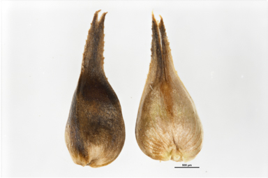 APII jpeg image of Carex capillacea  © contact APII