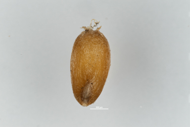 APII jpeg image of Deyeuxia carinata  © contact APII