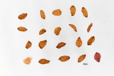 APII jpeg image of Stylidium montanum  © contact APII