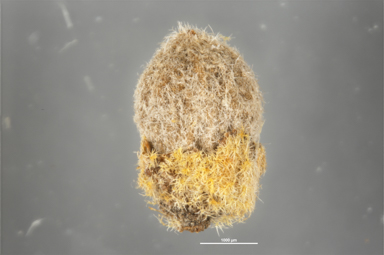 APII jpeg image of Baeckea polystemonea  © contact APII