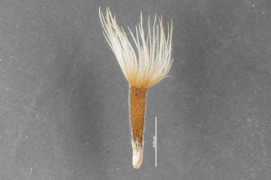 APII jpeg image of Vittadinia pterochaeta  © contact APII