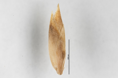 APII jpeg image of Poa saxicola  © contact APII