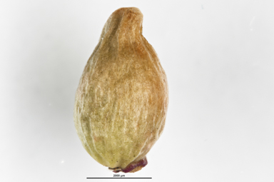 APII jpeg image of Podocarpus lawrencei  © contact APII