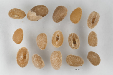 APII jpeg image of Lomandra filiformis subsp. coriacea  © contact APII