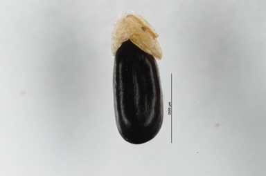 APII jpeg image of Acacia doratoxylon  © contact APII