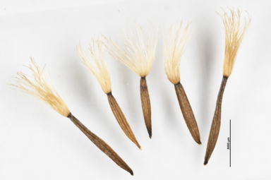 APII jpeg image of Celmisia pugioniformis  © contact APII