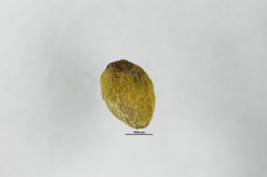 APII jpeg image of Stackhousia pulvinaris  © contact APII