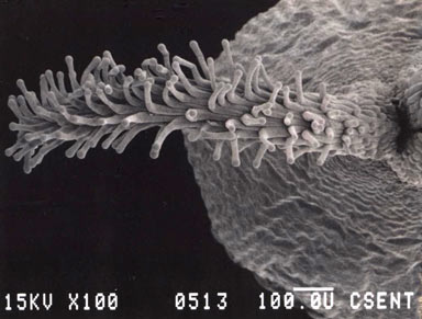 APII jpeg image of Calandrinia granulifera  © contact APII