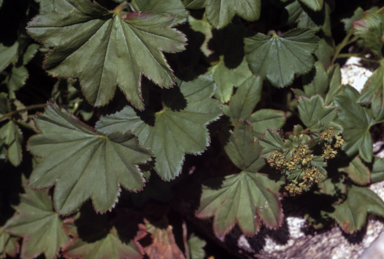 APII jpeg image of Alchemilla xanthochlora  © contact APII