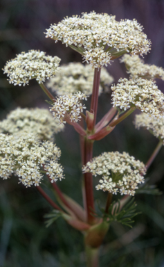 APII jpeg image of Aciphylla glacialis  © contact APII