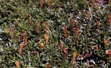 APII jpeg image of Abrotanella nivigena  © contact APII