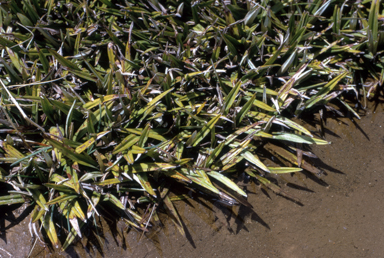 APII jpeg image of Astelia alpina  © contact APII