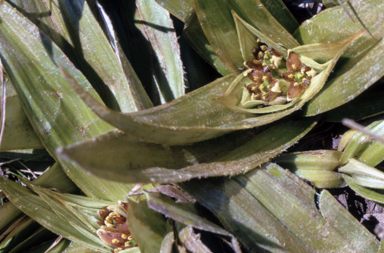 APII jpeg image of Astelia psychrocharis  © contact APII