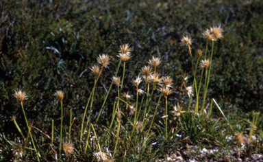 APII jpeg image of Carpha nivicola  © contact APII