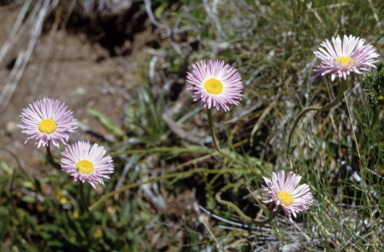 APII jpeg image of Brachyscome aculeata  © contact APII