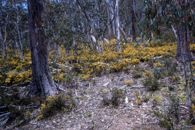 APII jpeg image of Bossiaea foliosa  © contact APII