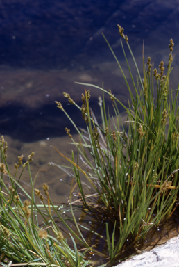 APII jpeg image of Carex curta  © contact APII