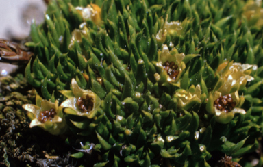 APII jpeg image of Colobanthus nivicola  © contact APII