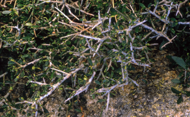 APII jpeg image of Melicytus dentatus  © contact APII