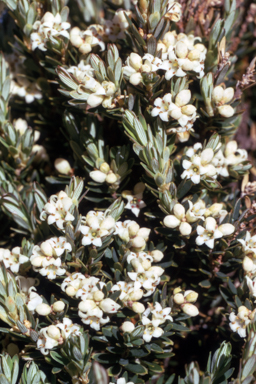 APII jpeg image of Leucopogon montanus  © contact APII