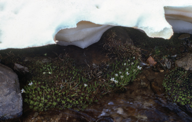 APII jpeg image of Psychrophila introloba  © contact APII