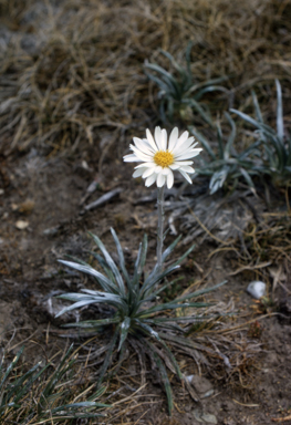 APII jpeg image of Celmisia longifolia  © contact APII