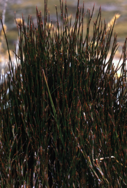 APII jpeg image of Empodisma minus  © contact APII