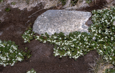 APII jpeg image of Dichosciadium ranunculaceum var. ranunculaceum  © contact APII