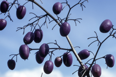 APII jpeg image of Dianella tasmanica  © contact APII