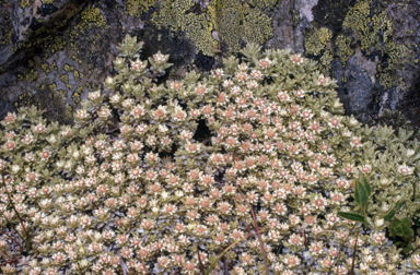 APII jpeg image of Ewartia nubigena  © contact APII