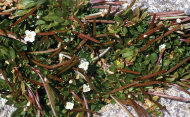 APII jpeg image of Epilobium tasmanicum  © contact APII