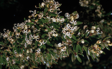 APII jpeg image of Grevillea australis  © contact APII