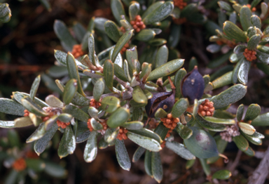 APII jpeg image of Grevillea australis  © contact APII