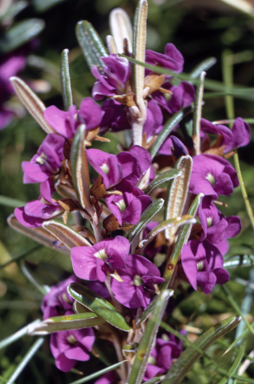 APII jpeg image of Hovea montana  © contact APII