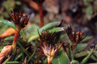 APII jpeg image of Juncus antarcticus  © contact APII