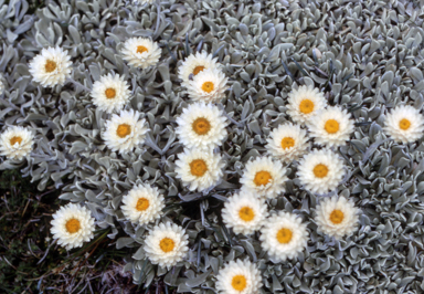 APII jpeg image of Leucochrysum alpinum  © contact APII