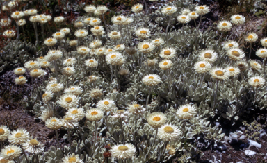 APII jpeg image of Leucochrysum alpinum  © contact APII